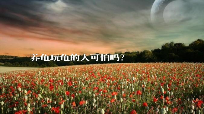 养龟玩龟的人可怕吗?