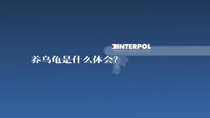 养乌龟是什么体会?