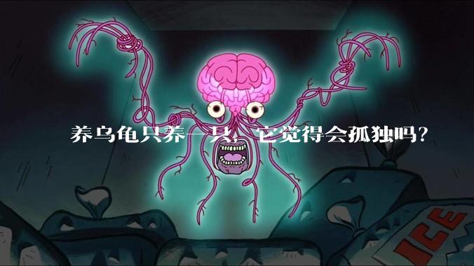 养乌龟只养一只,它觉得会孤独吗?