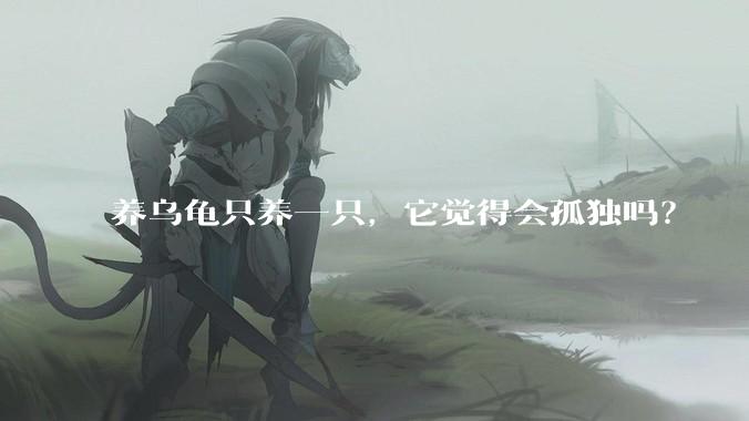 养乌龟只养一只,它觉得会孤独吗?