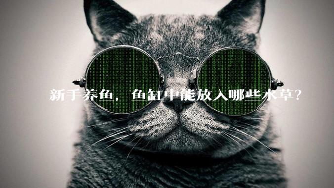 新手养鱼,鱼缸中能放入哪些水草?