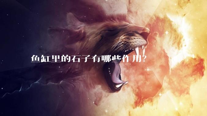 鱼缸里的石子有哪些作用?