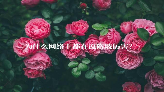 为什么网络上都在说隋坡厉害?