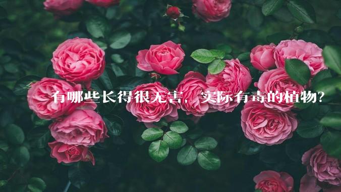有哪些长得很无害,实际有毒的植物?