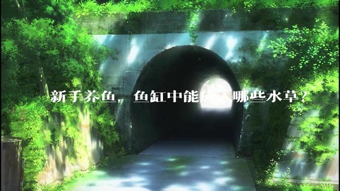 新手养鱼,鱼缸中能放入哪些水草?