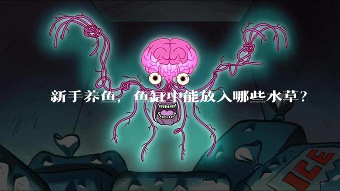 新手养鱼,鱼缸中能放入哪些水草?