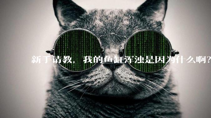 新手请教,我的鱼缸浑浊是因为什么啊?
