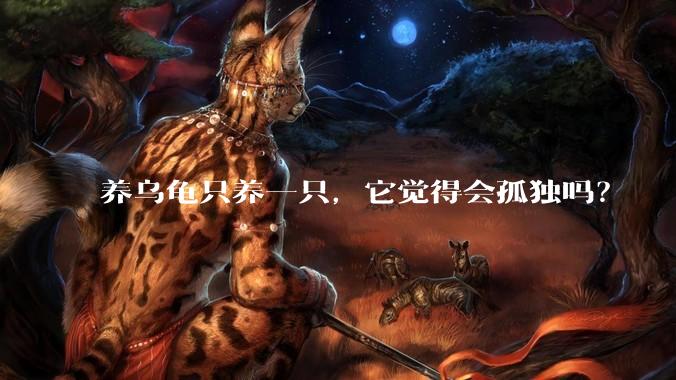 养乌龟只养一只,它觉得会孤独吗?