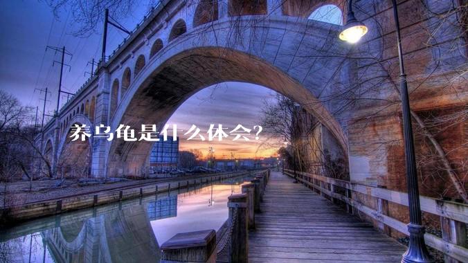 养乌龟是什么体会?
