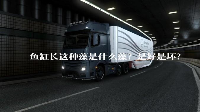 鱼缸长这种藻是什么藻?是好是坏?