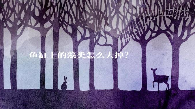 鱼缸上的藻类怎么去掉?