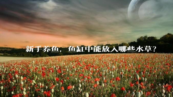 新手养鱼,鱼缸中能放入哪些水草?