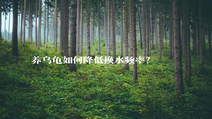 养乌龟如何降低换水频率?