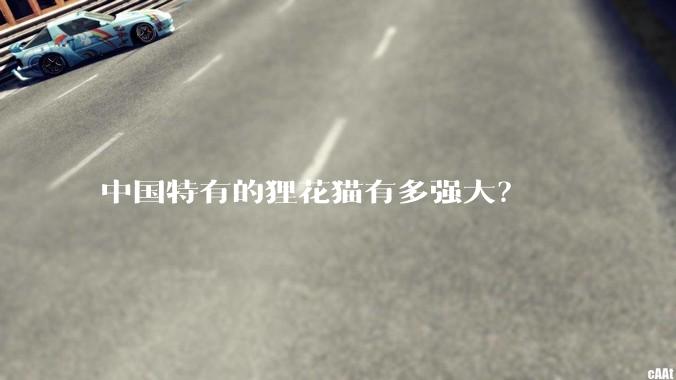 中国特有的狸花猫有多强大?