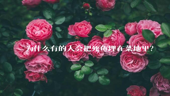 为什么有的人会把死鱼埋在菜地里?