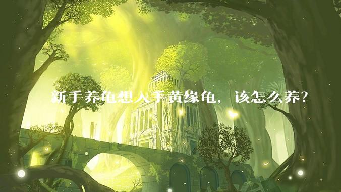 新手养龟想入手黄缘龟,该怎么养?