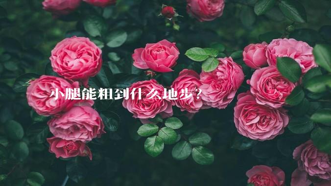小腿能粗到什么地步?