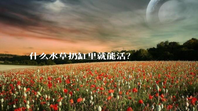 什么水草扔缸里就能活?