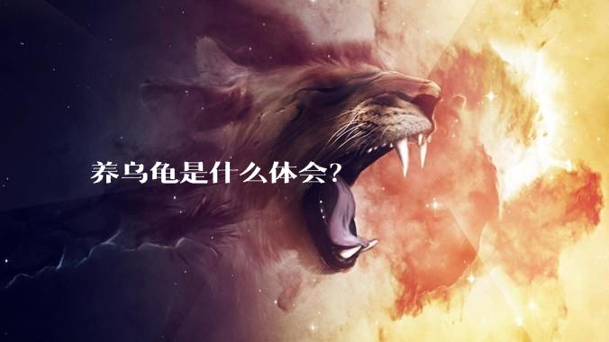 养乌龟是什么体会?