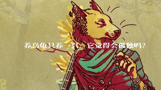 养乌龟只养一只,它觉得会孤独吗?
